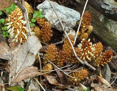 Squawroot.jpg (169080 bytes)