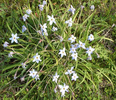 Star of Bethlehem.jpg (206296 bytes)