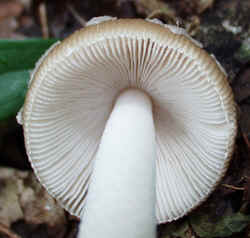 Strangulated Amanita 0917b.JPG (54180 bytes)