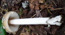 Strangulated Amanita 0917c.JPG (40292 bytes)