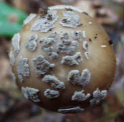 Strangulated Amanite 0917a.JPG (51961 bytes)