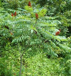 Sumac0629a.jpg (86388 bytes)