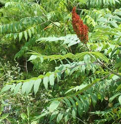 Sumac0629b.jpg (89553 bytes)