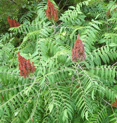 Sumac0715a.jpg (90874 bytes)