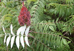 Sumac0715b.jpg (62204 bytes)