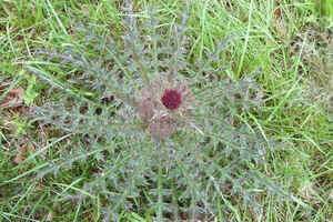 Swamp Thistle1.jpg (92899 bytes)