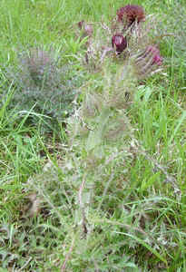 Swamp Thistle2.jpg (89079 bytes)
