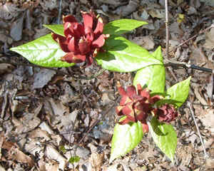 Sweet Betsy1.jpg (99481 bytes)