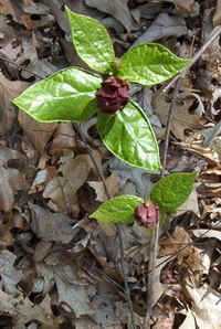 Sweet Betsy2.jpg (78639 bytes)