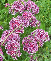 Sweet Wm1.jpg (57167 bytes)