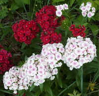 Sweet Wm2.jpg (52008 bytes)