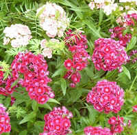 Sweet Wm4.jpg (62406 bytes)