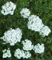 Sweet Wm5.jpg (47933 bytes)