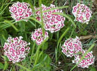 Sweet Wm6.jpg (47750 bytes)