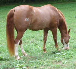 TNWalker0902c.jpg (66704 bytes)