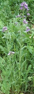 Tall Purple 0422.jpg (71106 bytes)