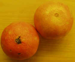 Tangerines1007.JPG (40361 bytes)