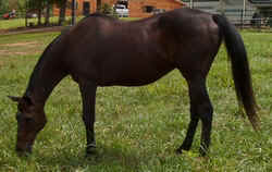 Thoroughbred0902b.jpg (45982 bytes)