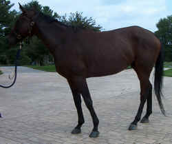 ThoroughbredRaceHorse0902.jpg (47242 bytes)