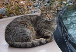 Tiger.jpg (20653 bytes)