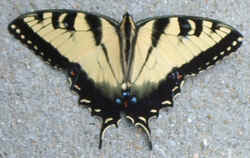 Tiger Swallowtail0725.jpg (46087 bytes)
