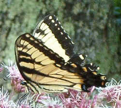 Tiger Swallowtail08-19c.jpg (66828 bytes)