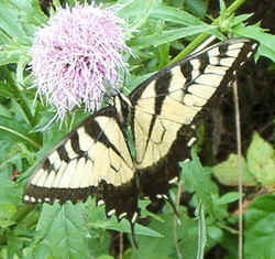 Tiger Swallowtail08-19e.jpg (74622 bytes)
