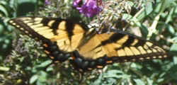 Tiger Swallowtail0819g.jpg (38646 bytes)