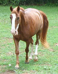 TnWalker0902a.jpg (59151 bytes)