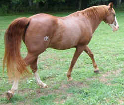 TnWalker0902b.jpg (59659 bytes)