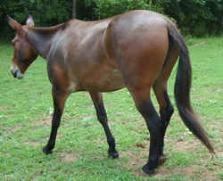 TnWalkerMule0902.jpg (60594 bytes)