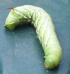 Tobacco Hornworm Caterpillar.jpg (58720 bytes)