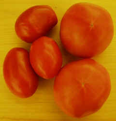 Tomatoes1007.JPG (44002 bytes)