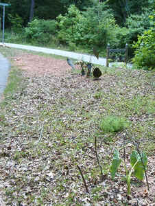 Top Entrance June17a.jpg (104541 bytes)