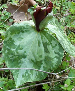 Trillium, spotted leaves.jpg (94433 bytes)