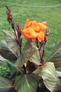 Tropicanna0530.jpg (76824 bytes)