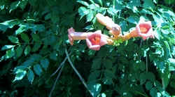 Trumpet Creeper.jpg (46987 bytes)
