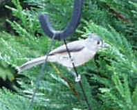 Tufted Titmouse0924c.JPG (36487 bytes)