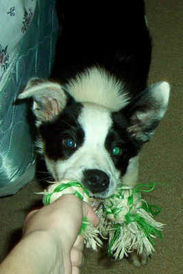 TugoWar.jpg (105035 bytes)