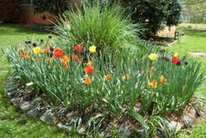 Tulip Garden.jpg (79487 bytes)