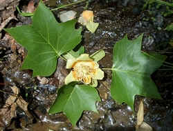 Tulip Poplar Flower.jpg (59048 bytes)
