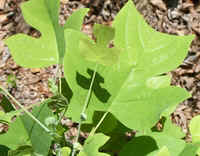 Tulip Poplar leaves.jpg (39410 bytes)