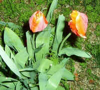 Tulips.jpg (51417 bytes)