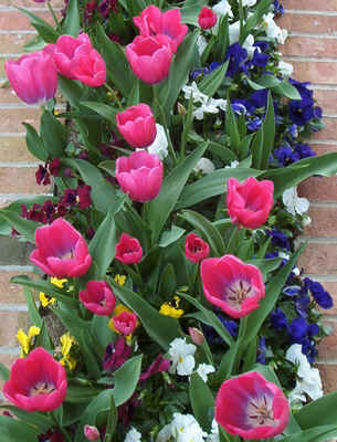Tulips at Church.jpg (147806 bytes)