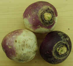 Turnip1007b.JPG (50772 bytes)