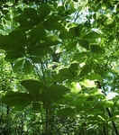 Umbrella Tree0518.jpg (29942 bytes)