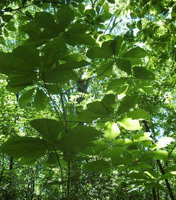 Umbrella Tree2.jpg (191192 bytes)
