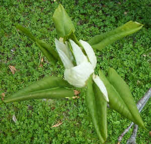 Umbrella Tree flower.jpg (111229 bytes)