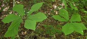 Umbrella Tree leaves.jpg (53419 bytes)
