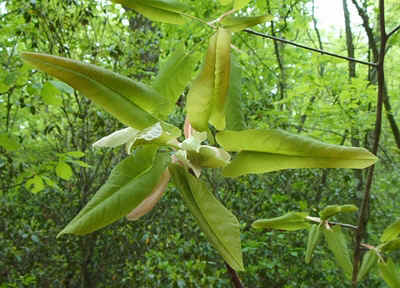 Umbrella Tree or Mountain Magnolia.jpg (134933 bytes)